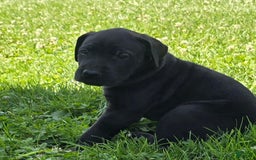 Great Dane dogs for sale: Storm - Image 17