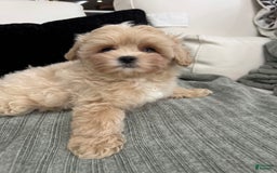 Maltipoo dogs for sale: Freeman - Image 4
