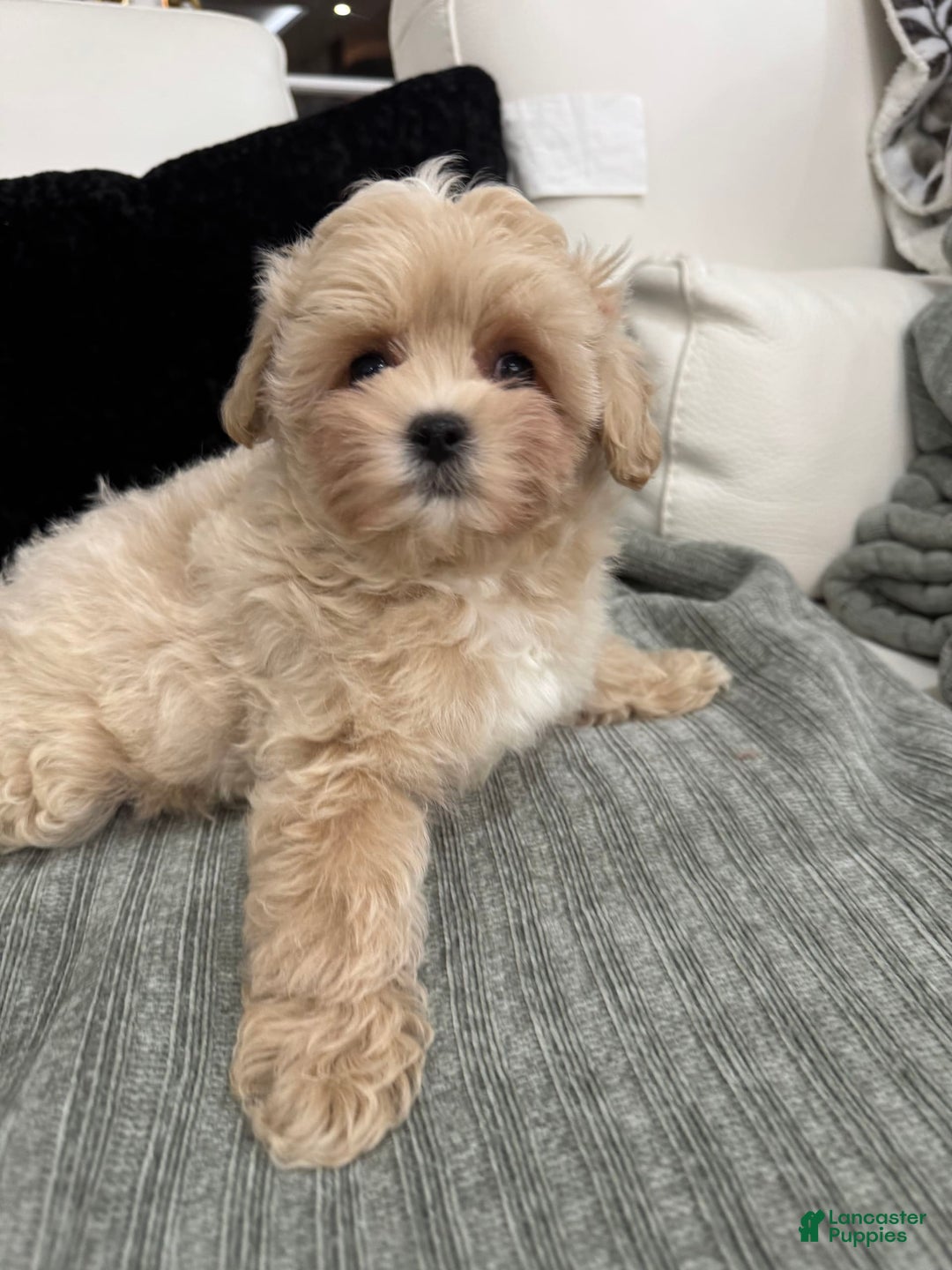 Maltipoo dogs for sale: Freeman - Image 4