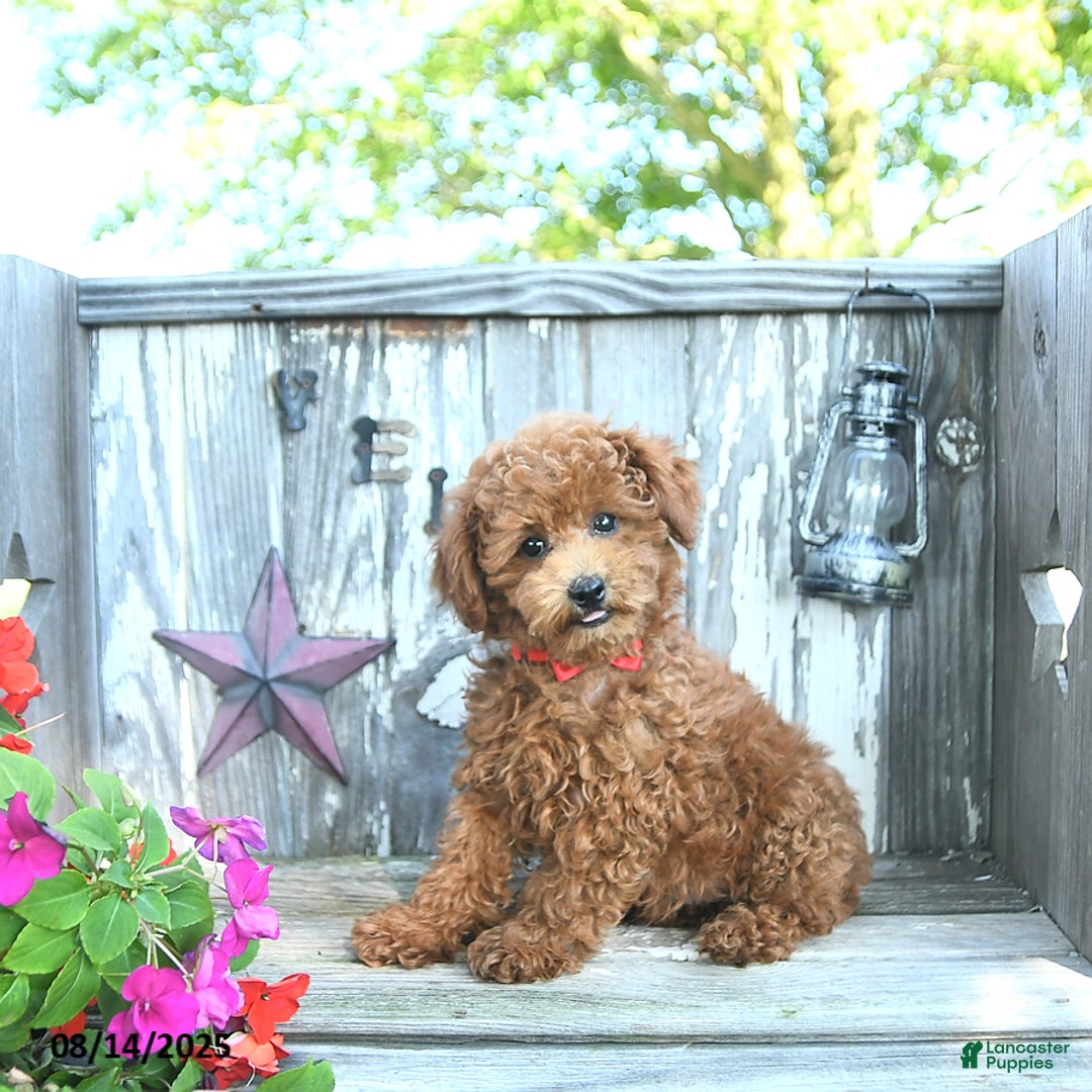 Toy Poodle dogs for sale: Roscoe - Image 3
