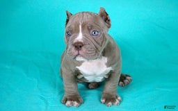 American Bully dogs for sale: Lilac Male - Image 1