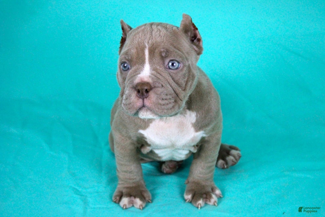 American Bully dogs for sale: Lilac Male - Image 1