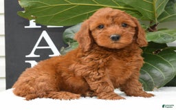 Mini Goldendoodle dogs for sale: Nicki - Image 10