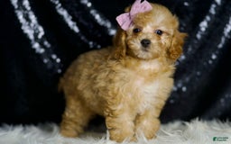 Miniature Poodle dogs for sale: Pinkie - Image 2