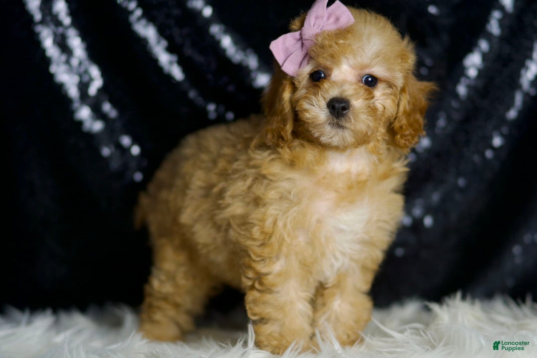 Miniature Poodle dogs for sale: Pinkie - Image 2