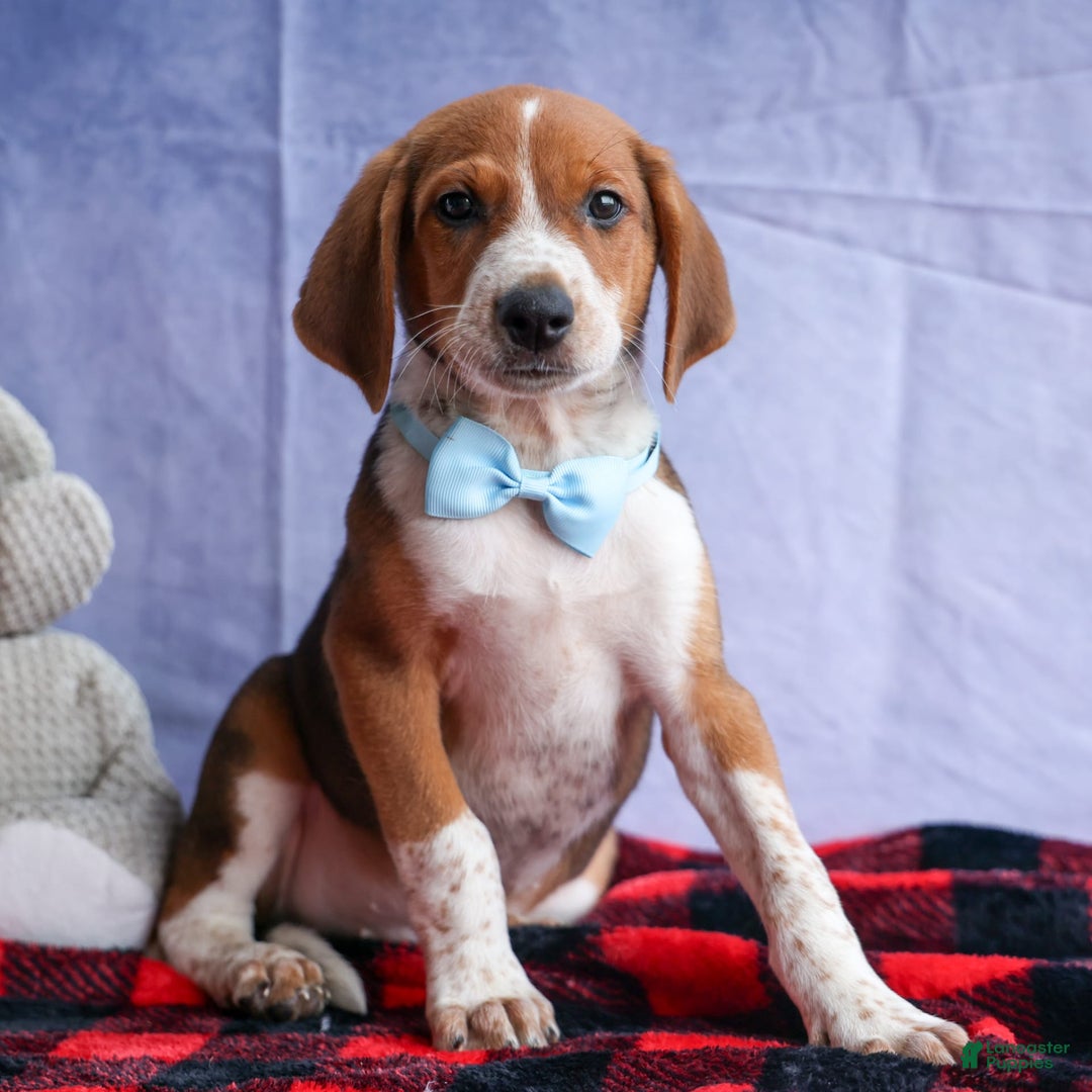 Beagle dogs for sale: Cooper - Image 13