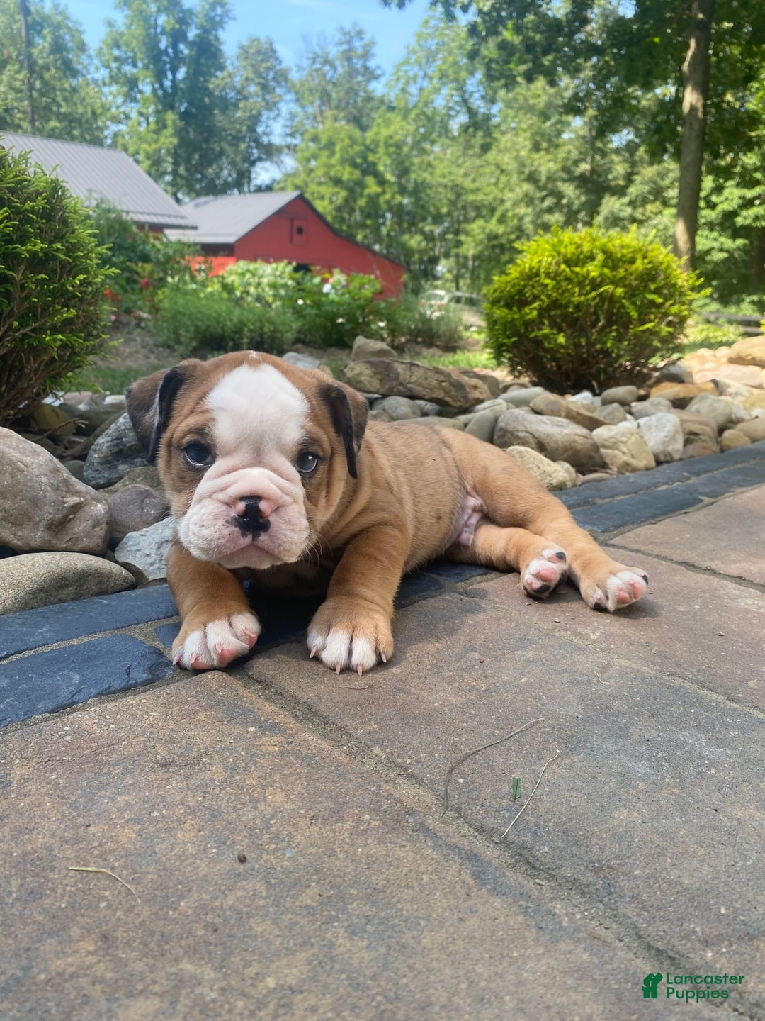 English Bulldog dogs for sale: Donnie - Image 2