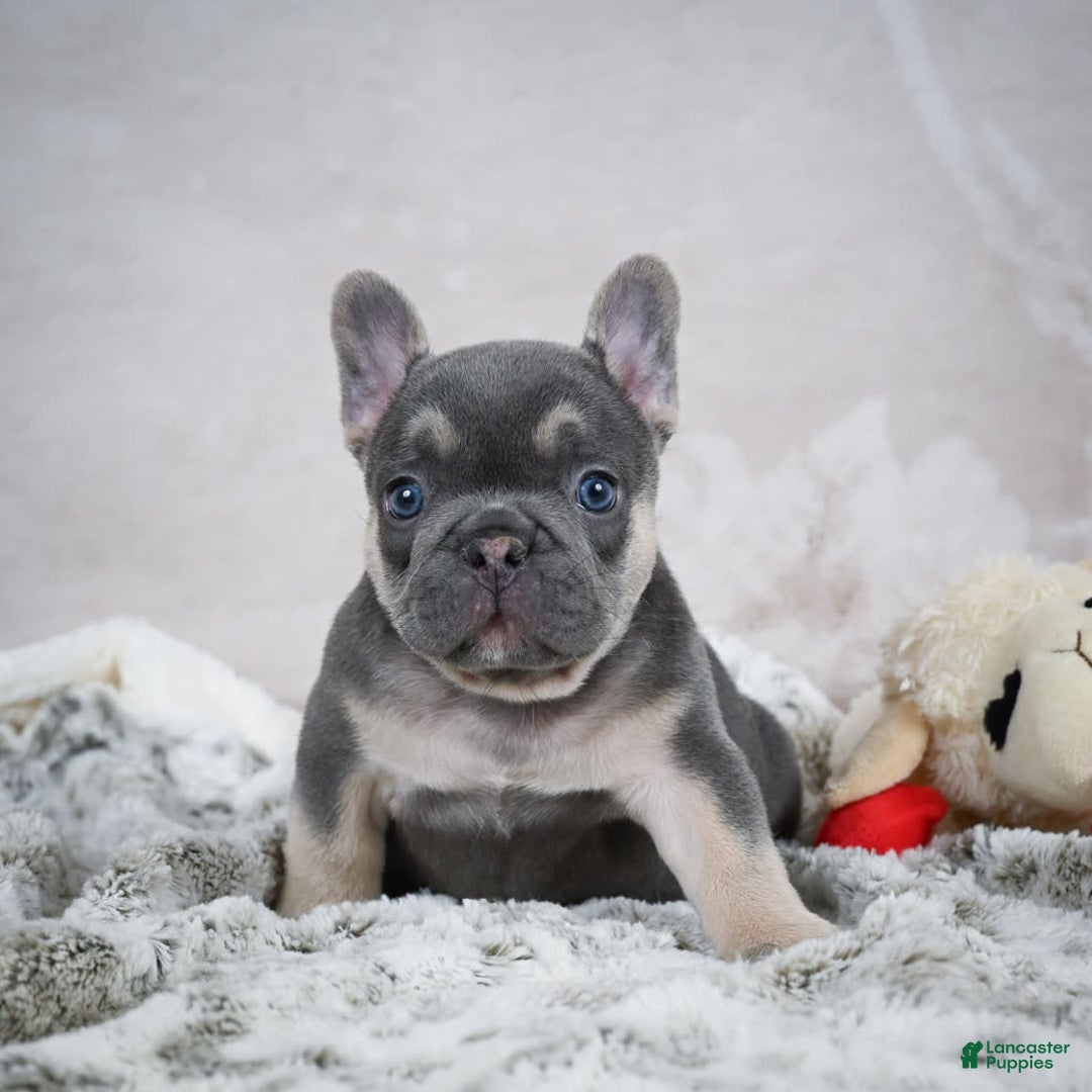 French Bulldog dogs for sale: French Bulldog 6 puppies - Image 31