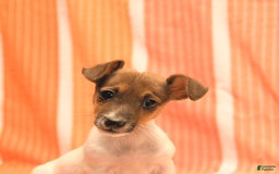 Jack Russell Terrier dogs for sale: Nick - Image 2