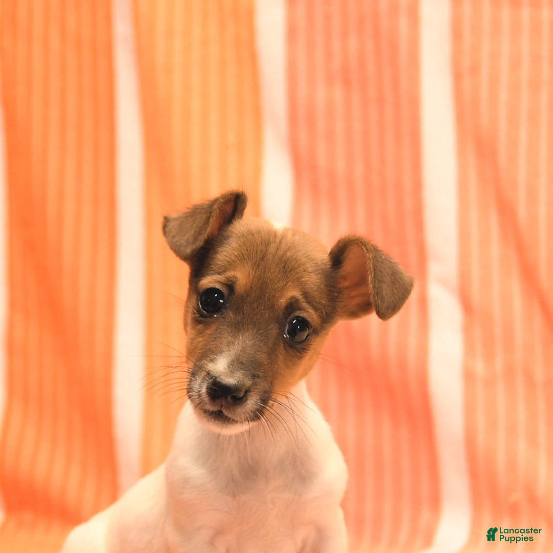 Jack Russell Terrier dogs for sale: Nick - Image 2