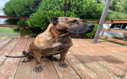 Presa Canario dogs for sale: princess - Image 4