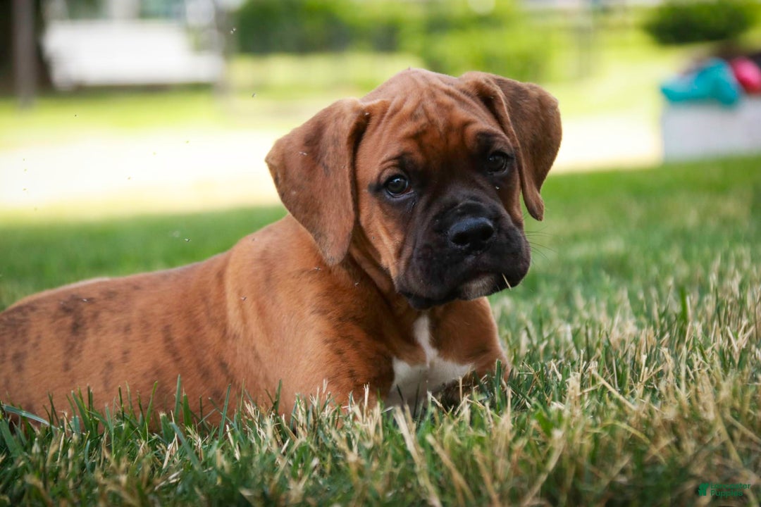 Boxer dogs for sale: Crew - Image 7