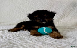 Cockapoo dogs for sale: Carter - Image 4