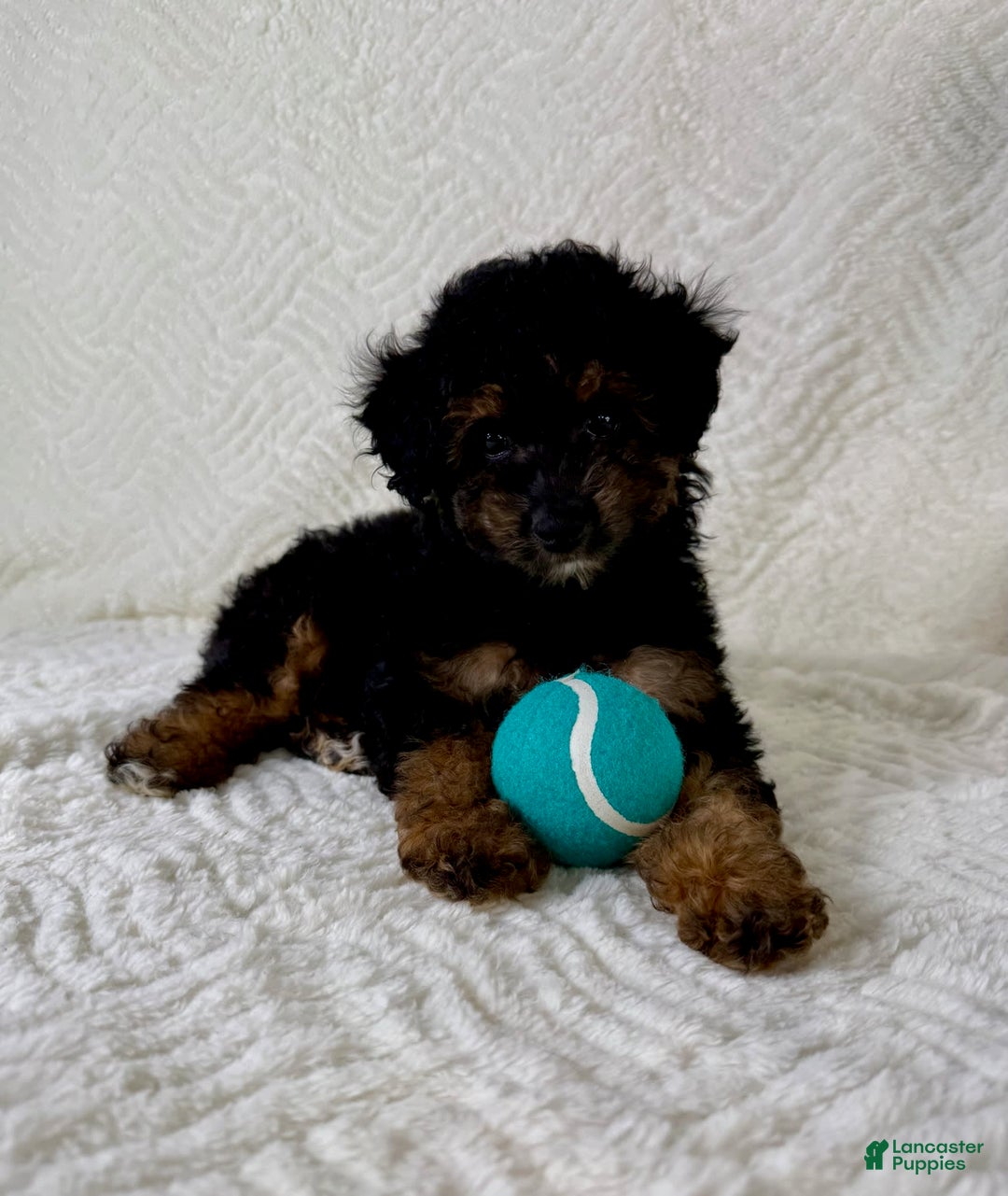 Cockapoo dogs for sale: Carter - Image 4
