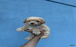Toy Poodle dogs for sale: Tim - Image 3