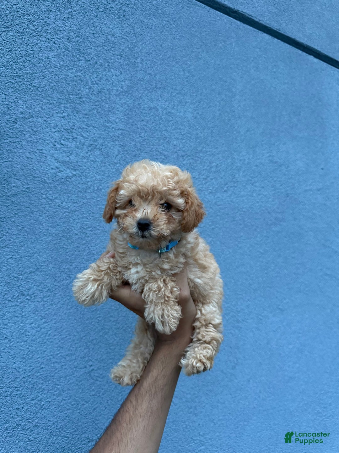 Toy Poodle dogs for sale: Tim - Image 3