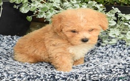 Bichpoo dogs for sale: Stella - Image 8