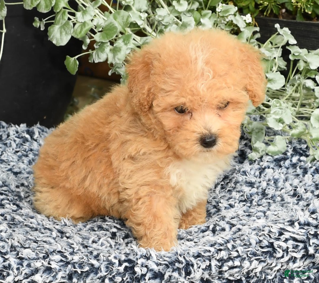 Bichpoo dogs for sale: Stella - Image 8