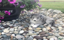 English Shepherd dogs for sale: Tonya - Image 3