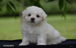 Bichon Frise dogs for sale: Tony - Image 5