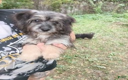 Shihpoo dogs for sale: Pomshihpoo Female Puppy🖤 - Image 8