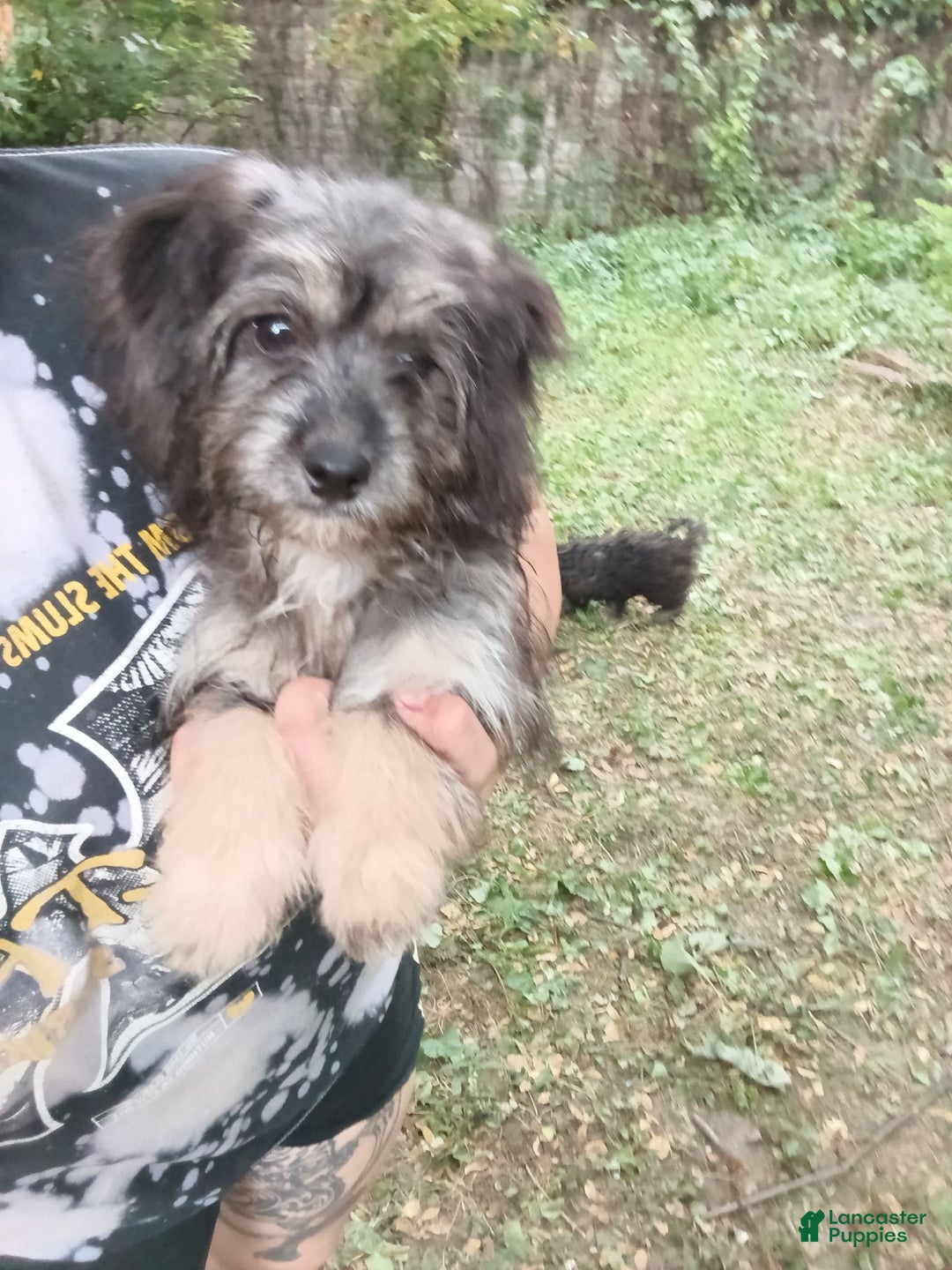 Shihpoo dogs for sale: Pomshihpoo Female Puppy🖤 - Image 8
