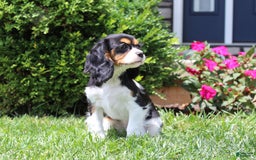 Cavalier King Charles Spaniel dogs for sale: Missy - Image 23