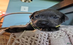 Labrador Retriever dogs for sale: Oscar Martinez - Image 4