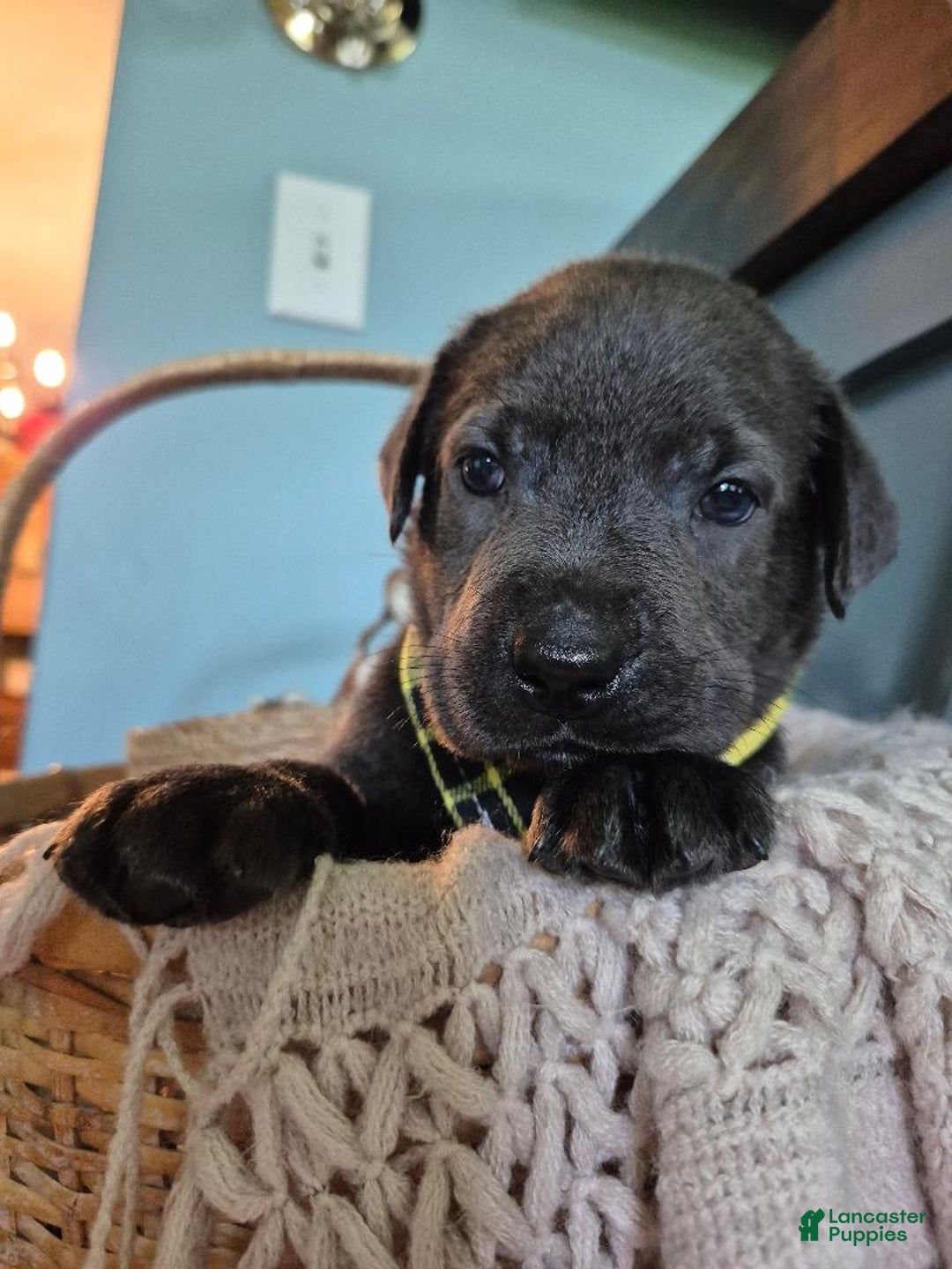 Labrador Retriever dogs for sale: Oscar Martinez - Image 4
