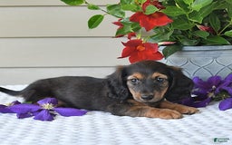 Miniature Dachshund dogs for sale: Laudon - Image 12