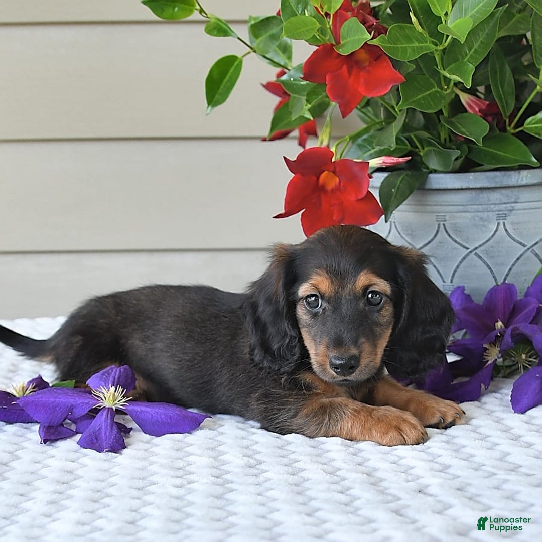 Miniature Dachshund dogs for sale: Laudon - Image 12