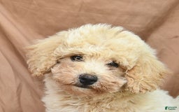 Bichpoo dogs for sale: Lifesaver - Image 4