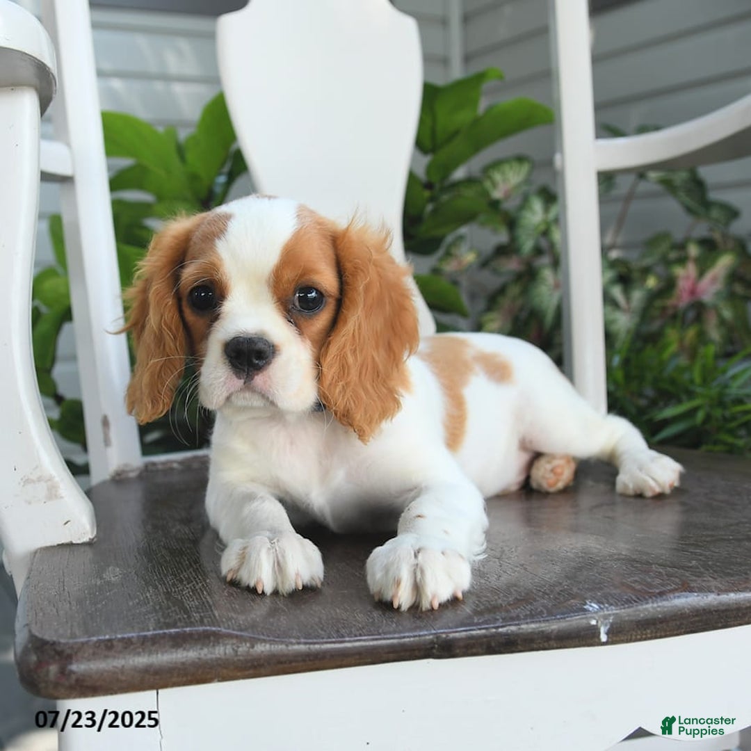 Cavalier King Charles Spaniel dogs for sale: Farley - Image 8