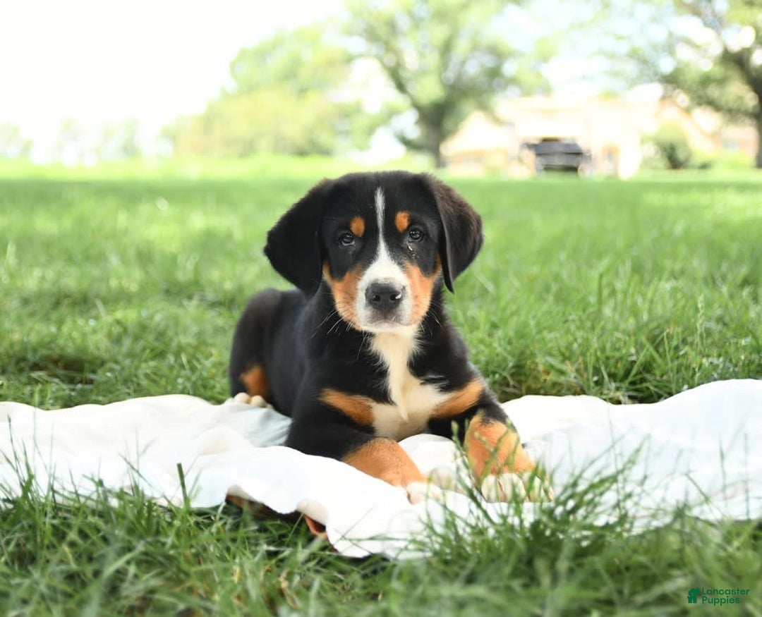 Greater Swiss Mountain Dog dogs for sale: Chip - Image 13