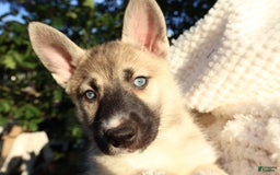Gerberian Shepsky dogs for sale: Korra - Image 1