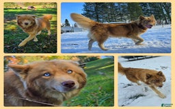 Siberian Husky dogs for sale: Sue - Image 5