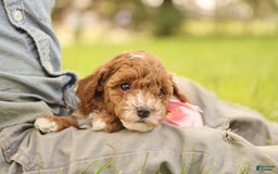 Toy Poodle dogs for sale: Skittles - Image 7