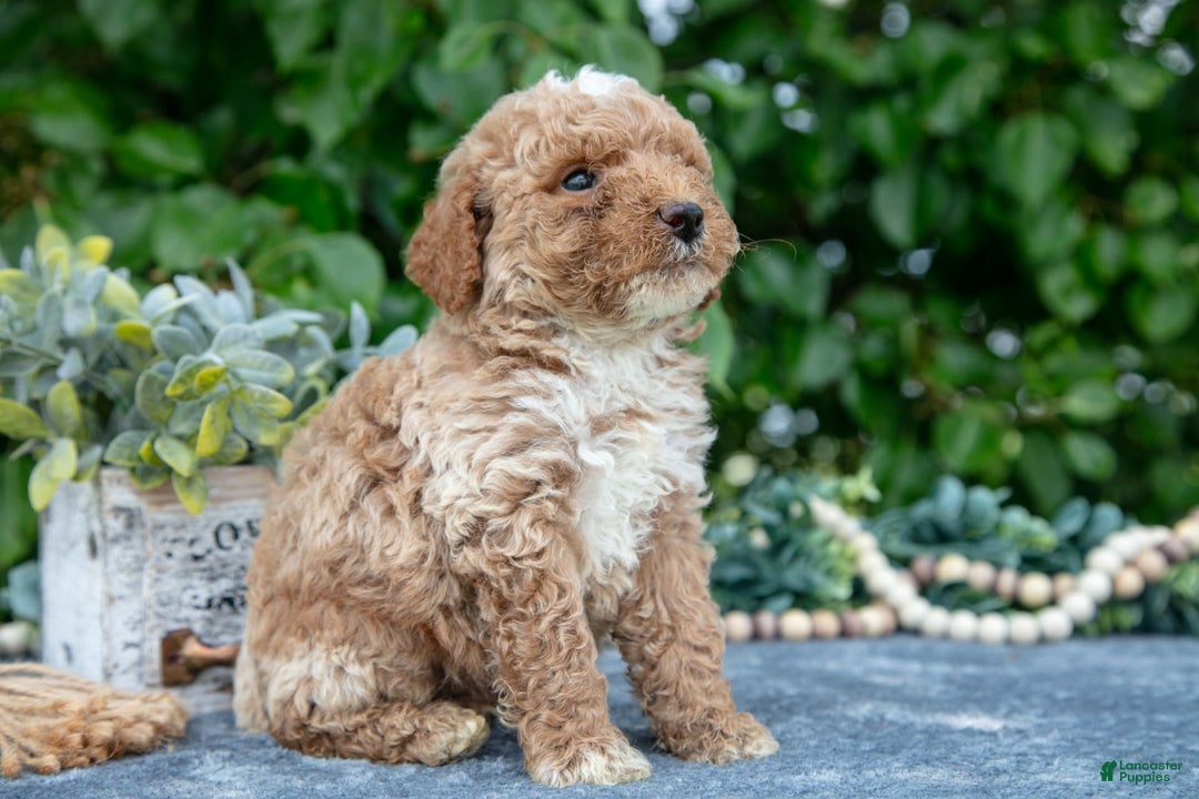 Miniature Poodle dogs for sale: Willy - Image 3