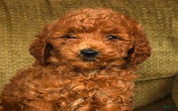 Mini Goldendoodle dogs for sale: Ranae - Image 3