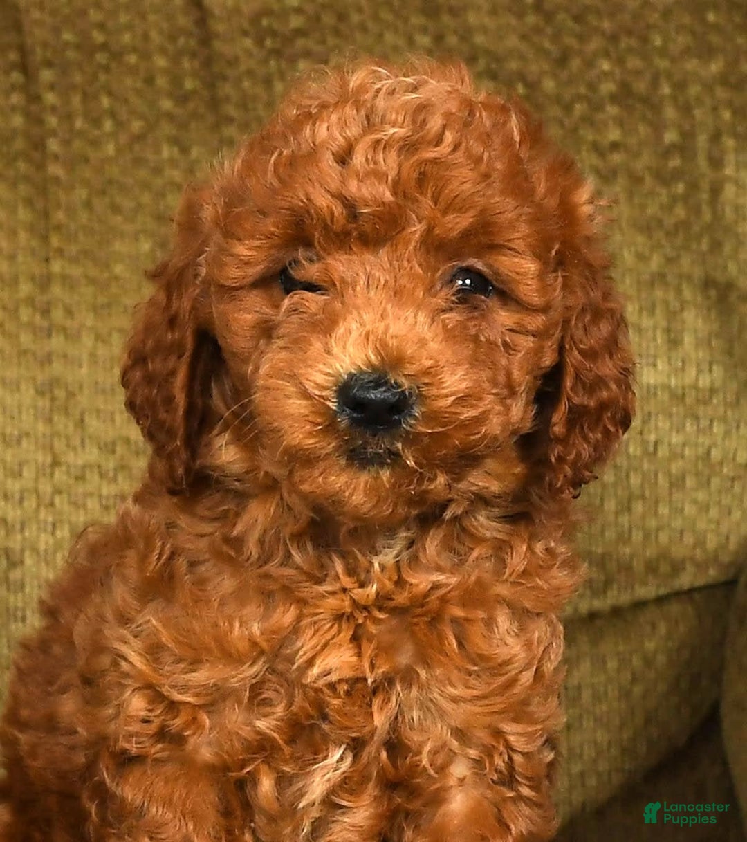 Mini Goldendoodle dogs for sale: Ranae - Image 3