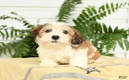 Havanese dogs for sale: Marcus - Image 1