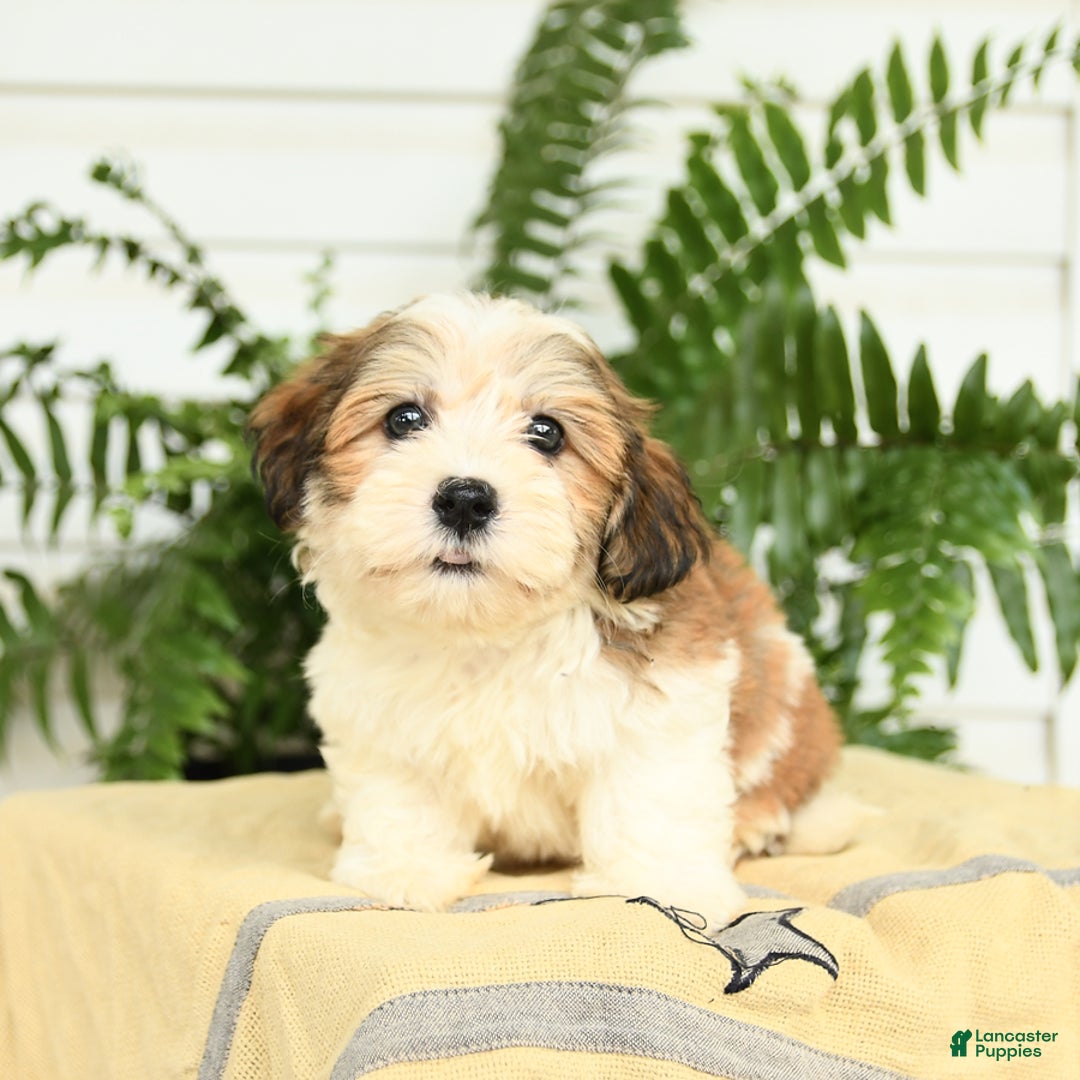 Havanese dogs for sale: Marcus - Image 1