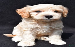 Cavapoo dogs for sale: Rex - Image 2