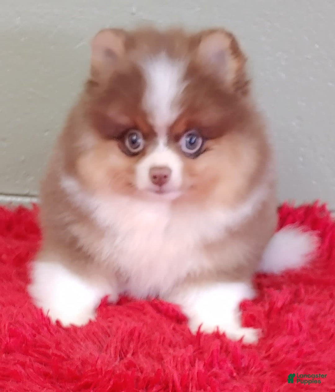 Pomeranian dogs for sale: Chewy - Image 7