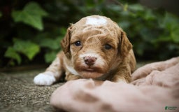 Miniature Poodle dogs for sale: Shadrack - Image 2