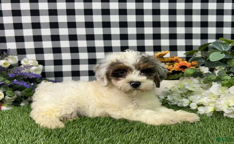 Maltipoo dogs for sale - Ad 4