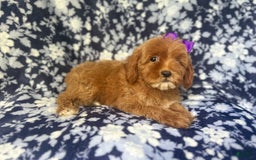 Cockapoo dogs for sale: Sky - Image 7