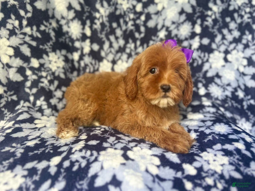 Cockapoo dogs for sale: Sky - Image 7