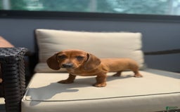 Miniature Dachshund dogs for sale: Slinky - Image 1
