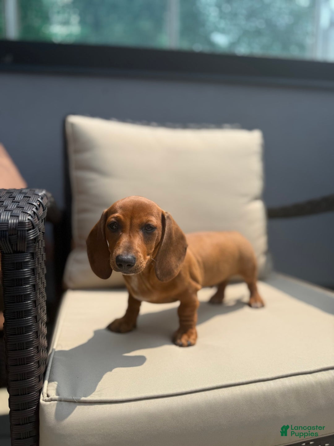 Miniature Dachshund dogs for sale: Slinky - Image 1
